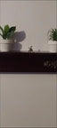 Kung Fu Turtle Incense Holder Bronze/Copper Unique Piece